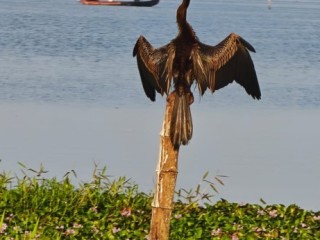 daycruise-at-kumarakom-houseboat-soulmate-yathras