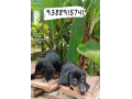 dash-hund-puppy-small-3