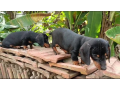 dash-hund-puppy-small-1