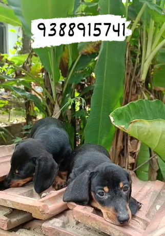 dash-hund-puppy-big-3
